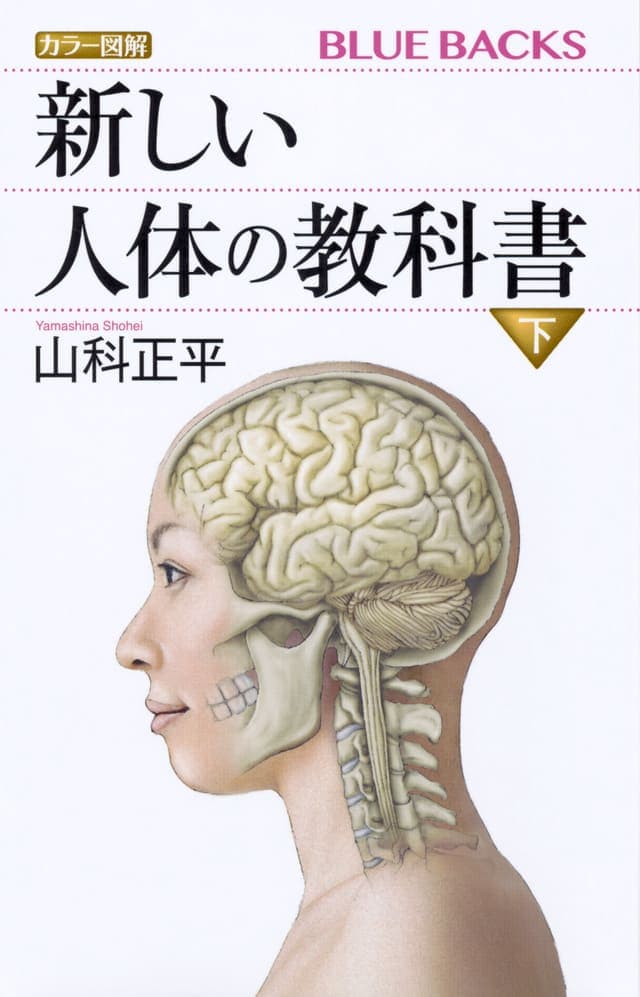 カラー図解 新しい人体の教科書 下